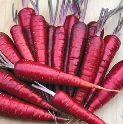 Purple Dragon Carrot Seeds ► Non-GMO Purple Dragon Carrot Seeds (350+ Seeds) ◄ by PowerGrow Systems