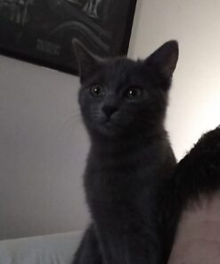 TEMPTATIONS Classic Crunchy and Soft Cat Treats Feline Favorite Variety Pack, 3 oz. Pouches,4 Count 4 Count (Pack of 1) 37 41M3xZGqO0L