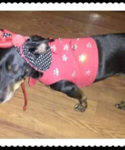 Wellness CORE Natural Grain-Free Small Breed Turkey & Chicken Dry Dog Food for Adult Dogs, High-Protein, USA-Made with Real Meat, 12-Pound Bag 12 Pound (Pack of 1) 28 41M40Ndt26L