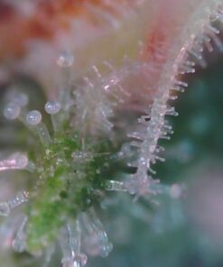 Dino Lite USB Hanheld Digital Microscope, 10x-220x Magnification 0.3MP/1.3MP/5.0MP True Resolution, Windows/Mac/iOS/Android Software Included, Supports PC, Tablet, Mobile Devices 35 41MBJeGoreL