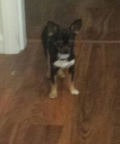 Wellness Soft Puppy Bites Natural Grain-Free Treats for Training, Dog Treats with Real Meat and DHA, No Artificial Flavors (Lamb & Salmon, 3-Ounce Bag) Soft Treats Lamb & Salmon 3 oz 45 41MCR6wKk9L