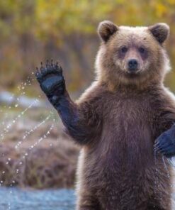 BreakFree CLP-4 Cleaner Lubricant Preservative Squeeze Bottle 1 Pack 33 41MDLI6cz7L