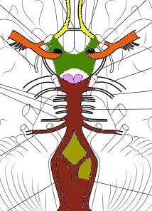 Neuroanatomy Coloring Book: Incredibly Detailed Self-Test Human Brain Coloring Book for Neuroscience | Perfect Gift for Medical School Students, Nurses, Doctors and Adults 9 41MXICJXGlL