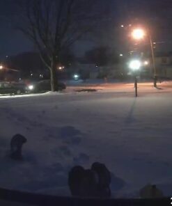 Wyze Cam 1080p Pan/Tilt/Zoom Wi-Fi Indoor Smart Home Camera with Night Vision, 2-Way Audio, Works with Alexa & the Google Assistant, White - WYZECP1 Wyze Cam Pan 64 41N5nuHYiAL