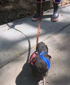 Alternative view of Valhoma 756 M C BL 625478 Mesh Chicken Harness, Blue, Rooster