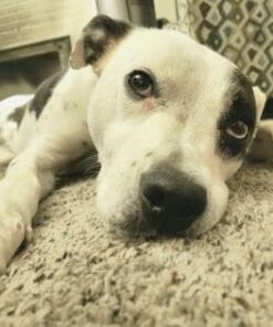 Dna My Dog Essential Test –Breed ID Test Mixed Breed Identification, Personality Traits, for Puppies to Adult Dogs, Non-Invasive Cheek Swab 30 41NoNWyfVGL