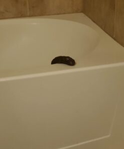 Loftus Gross Party Pooper Fake Poo Toy, Brown, 4 inches 21 41O7cWut7DL