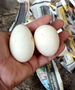 12 Large Fertile Hatching Coturnix Quail Eggs 28 41O8uJ3iMcL