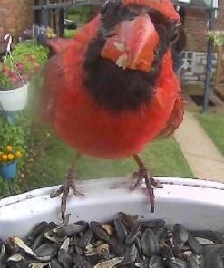 NETVUE Birdfy AI - Smart Bird Feeder with Camera, Free AI Forever, Auto Capture & Identify 6000+ Bird Species, Bird Videos for Birdwatching, Ideal Gift for Bird Lover Blue 34 41P66plx15L 1