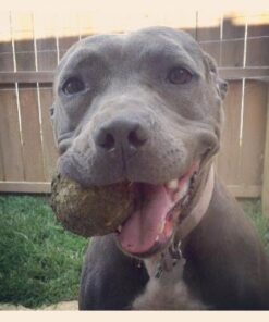 Purina Pro Plan High Calorie, High Protein Dry Dog Food, 30/20 Chicken & Rice Formula - 37.5 lb. Bag 37.50 Pound (Pack of 1) 31 41PP3paT3L