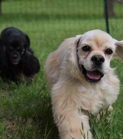 Pet MD - Canine Tabs Plus 365 Count - Advanced Multivitamins for Dogs - Natural Daily Vitamin and Mineral Nutritional Supplement - Liver Flavored Chewable Tablets 25 41PapiTXhYL