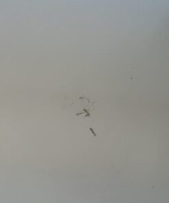 CREGEAR Double Sided Tape Heavy Duty, 1.18" x 16.5 FT Extra Large Nano Adhesive Tape, Clear Mounting Tape Strong Adhesive Strips, Multipurpose Wall Hanging Tape Sticky Carpet Photo Frame Poster 16.5FT 1Pack 32 41PkxxjRneL