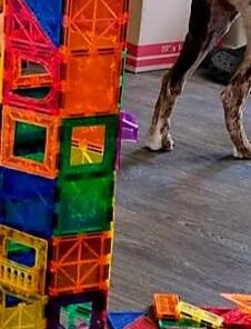 60 PCS Magnetic Building Tiles Kids Toys STEM Magnetic Blocks Sensory Toys Kids Games Magnet Building Toys for Boys and Girls Aged 3+, Kids Brain Development Preschool Kindergarten Toddler Toys 49 41RFAHfXtL