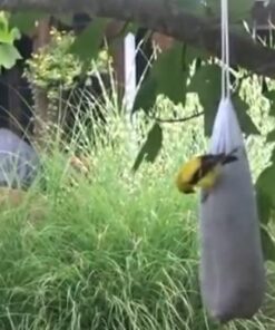 Wild Delight Pink Finch Sock w/ Nyjer Seed, 13 oz 6 41RRE8oEK L