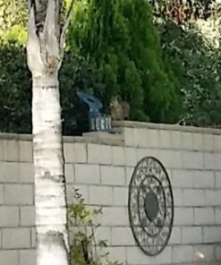 Woodlink Squirrel Diner Feeder Model 75590 beige 46 41S2DQ4LHGL