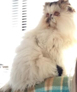 VETRISCIENCE Perio Support Teeth Cleaning Dental Powder for Dogs and Cats, Up to 192 Servings – Clinically Proven to Reduce Plaque and Tartar Perio Powder 32 41SWhcqCA1L