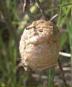 Praying Mantis adults Case with Hatching Habitat Bag - 2 Praying Mantids Egg Cases 2 Pod Habitat Bag 19 41T7ppmxGiL