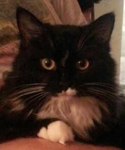 Coastal Pet Safari Cat Shedding Comb - Prevents Hairballs - Daily-Use Cat Deshedding Brush - For Cats with Short and Long Hair - One Size 37 41U2QFcPjqL