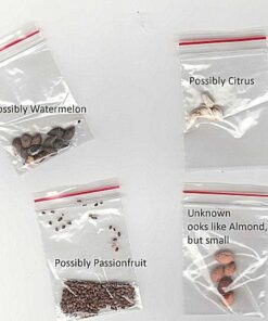 Cheap! Fruit seeds Orange Tree Seeds DWARF WASHINGTON NAVEL Grow Indoors or Outdoors 30pcs 6 41U3OUZfrZL