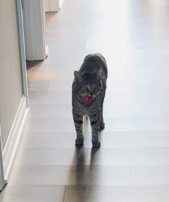 Hartz Just For Cats Midnight Crazies Cat Toy Balls - Assorted, for All Breed Sizes 26 41UQmZ9cBZL