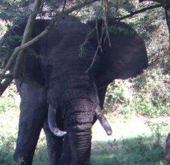 Bushnell Legend Ultra HD Roof Prism Binocular Black 10x42 35 41Uz4jcBqKL