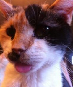 Meow Mix Bistro Recipes Dry Cat Food, Rotisserie Chicken Flavor, 12 Pound Bag 12 Pound (Pack of 1) 36 41V9siTFhL