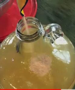 Red Star Premier Blanc Wine Yeast, 5 g, (Pack of 11) 0.17 Ounce (Pack of 11) 18 41Vvo7qsf1L