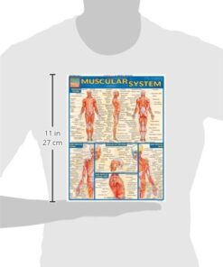 Muscular System (Quick Study Academic) 11 41WviatCd1L