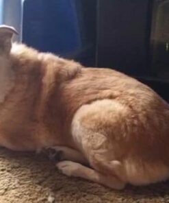 Advanced Hip & Joint Formula - 90 Mobility & Pain Relief Dog Chews - Glucosamine, Chondroitin, MSM, & Turmeric for Superior Joint Health Chewable 27 41XnYDP3skL