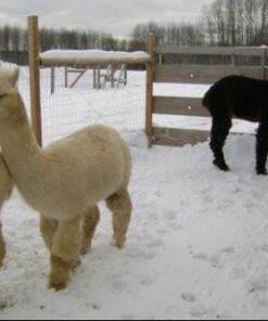 Alternative view of Safe-Guard Dewormer Suspension for Beef, Dairy Cattle and Goats, 1000ml 1000 Milliliter