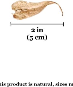 SunGrow 50 pcs Catappa Indian Almond Leaves for Betta Fish Tank Aquarium, 2” Water Conditioner Leaves, Leaf Also Suitable for Shrimp, Goldfish, Guppy and Frogs 50 Leaves 42 41YhTIGoVL