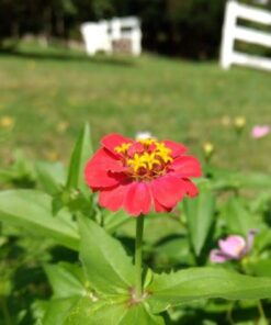 Bee Friendly Wildflower Seed Mix - Bulk 1 Ounce Packet - Over 7,500 Open Pollinated Seeds - Save The Bees! 1 Ounce Pouch 52 41ZFJ0yscCL