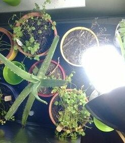 ePhoto Hydroponic Full Spectrum CFL Grow Light Bulb 60 Watt Bulb 5500K H60 24 41ZjjAmS3L