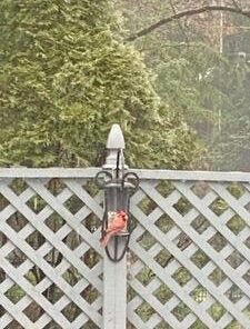 Perky-Pet 101-5 Wild Bird Feeder, Hammered Copper Color Versatile 20 41ZpQTspaYL