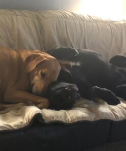 Boshel Dog Nail Clippers and Trimmer with Safety Guard to Avoid Over-Cutting Nails & Free Nail File - Razor Sharp Blades - Sturdy Non Slip Handles - for Safe, Professional at Home Grooming Large/Medium 37 41aMGga5qWL