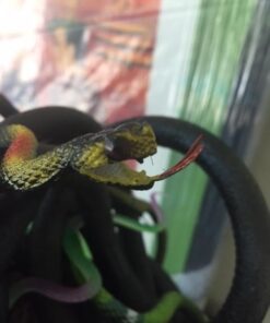Kicko 12 Pack of 14 Inch Assorted Rubber Toy Snake - Soft Flexible Realistic Fake Floating Plastic Snakes - Colorful Bulk Small Sizes Set for Reptile School Collection, Birthday Party, Halloween Props - Image 15
