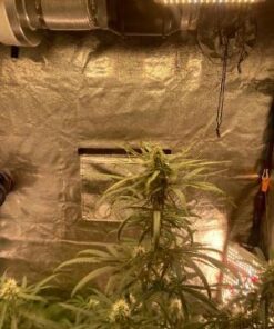 iPower GLFILT6M 6 Inch Air Carbon Filter Indoor Plants Grow Tent Odor Control Scrubber with Australia Activated C for Inline Fan, Reversible Flange, Prefilter Included, 6" 6" Filter 39 41aeHehNE0L