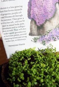 Seed Needs, Purple Rockcress Seeds - 1,000 Heirloom Seeds for Planting Aubrieta deltoidea - Perennial Flower Great for Rock Gardens, Groundcover, Attracts Pollinators (5 Packs) 2 Packs (2,000 Seeds) 17 41anJ1w2jBL