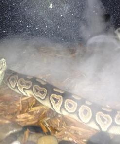 Croci Zoo Med Reptile Fogger Terrarium Humidifier,Black 28 41dbOZRVtPL