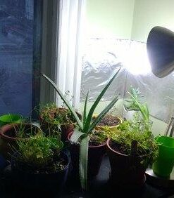 ePhoto Hydroponic Full Spectrum CFL Grow Light Bulb 60 Watt Bulb 5500K H60 25 41eHvzBeF2L