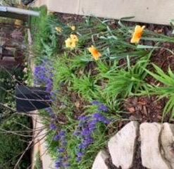 Berry Plastics Film-Gard Plastic Polyethylene Sheeting 4 Mil, Black, 3' x 50' 7 41g7YJ mIL