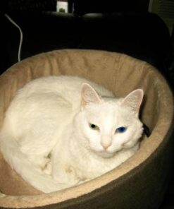 K&H Pet Products Thermo-Kitty Bed Heated Cat Bed Small 16 Inches Mocha/Tan 16.0"L x 16.0"W x 6.0"Th Retail Package 34 41gJKsRqvIL