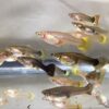 Family of (25) Fancy Guppies Live Tropical Fish for Aquarium Pond or Fish Tank 2 41gSwg2dksL