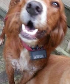 PetSafe Basic Bark Control Collar for Dogs 8 lb. and Up, Anti-Bark Training Device, Waterproof, Static Correction, Canine - Automatic Dog Training Collar to Decrease Barking, PBC-102 29 41hJbEgEUQL