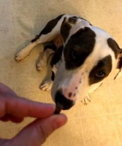 Zuke’s Mini Naturals Soft Dog Treats for Training, Soft and Chewy Dog Training Treats with Chicken Recipe 37 41iG2hLSsL