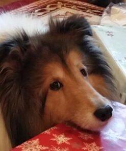 Nutramax Welactin Omega-3 Fish Oil Skin and Coat Health Supplement Liquid for Dogs - 3 Pack, 360 Total Softgels 17 41jjPrR6UlL