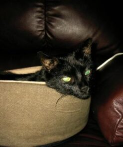 K&H Pet Products Thermo-Kitty Bed Heated Cat Bed Small 16 Inches Mocha/Tan 16.0"L x 16.0"W x 6.0"Th Retail Package 36 41jtXjUzL