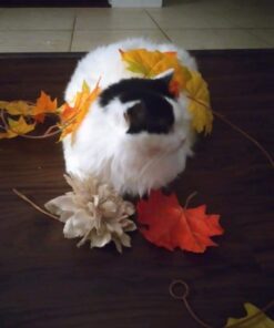 Wysong Uretic - Dry Natural Food for Cats, Chicken, 5 pounds 33 41k bI3uZzL