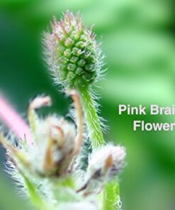 Zombie Plant Greenhouse Grow KIT- (Touch It and It Plays Dead!) Unique Nature Kit- Grow a Fun House Plant That Plays Dead When You Touch It! Comes Back to Life in Minute. Unique Christmas Gift Idea 21 41k7WeOOpuL