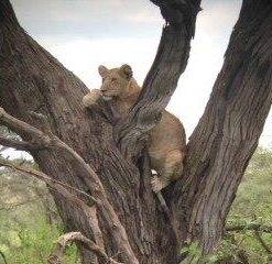 Bushnell Legend Ultra HD Roof Prism Binocular Black 10x42 36 41kN4C4RyL